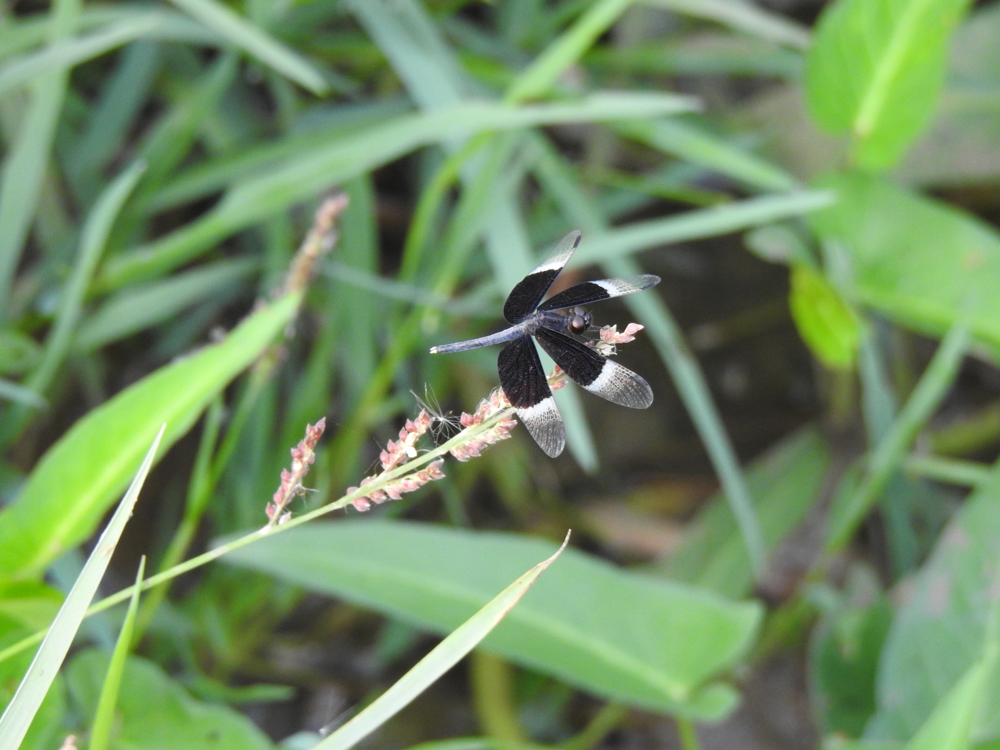 Pied Paddy Skimmer