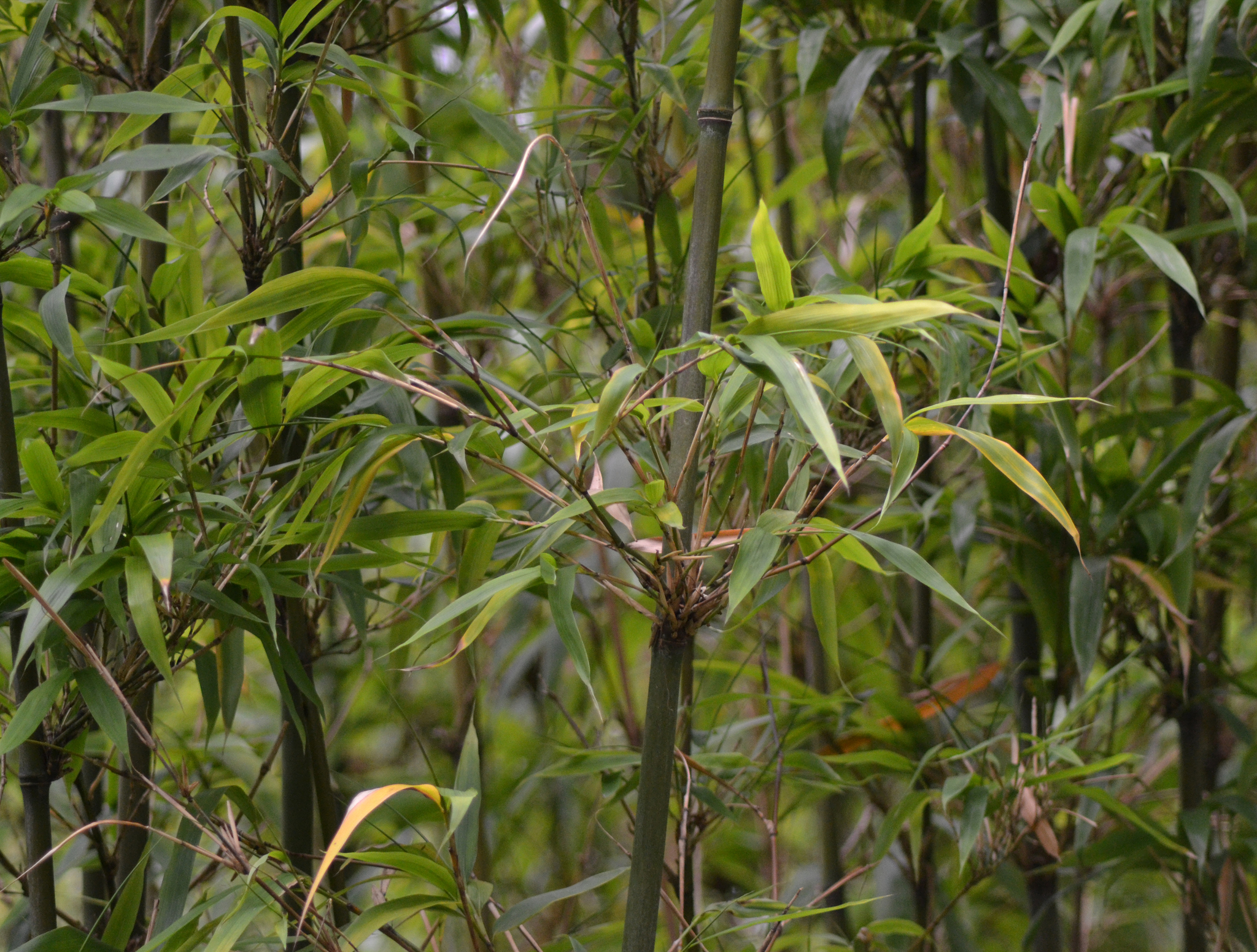 Semiarundinaria