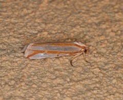 Pelochrista crambitana