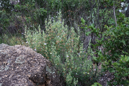 Downy Bushviolet (Barleria affinis)
