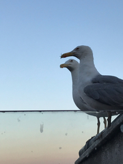 Larus michahellis