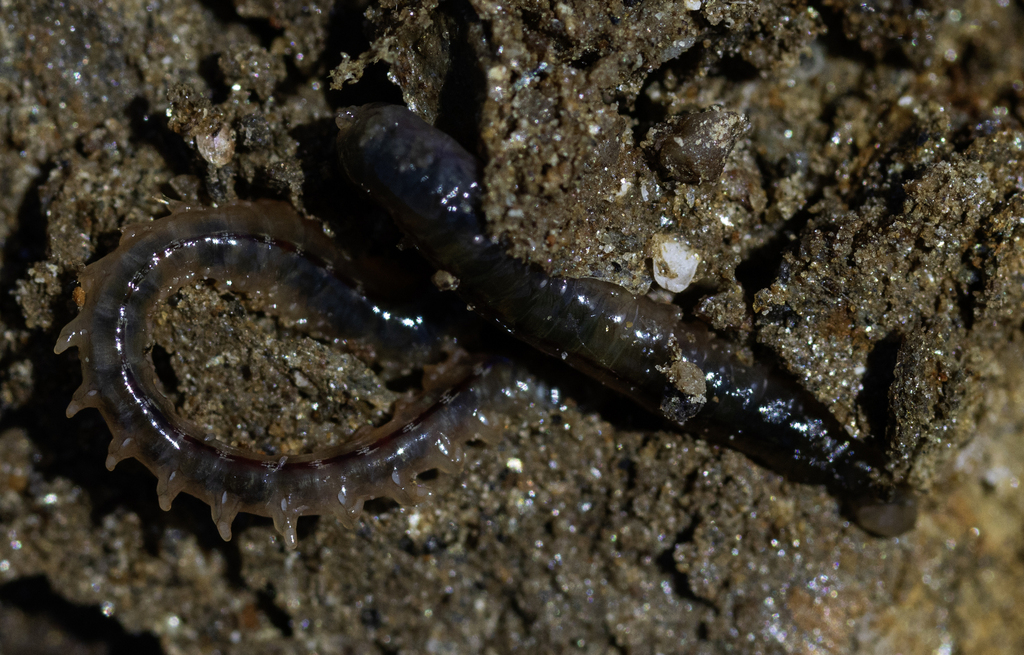 Ragworm