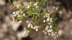 Erica umbellata