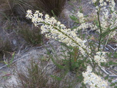 Struthiola myrsinites