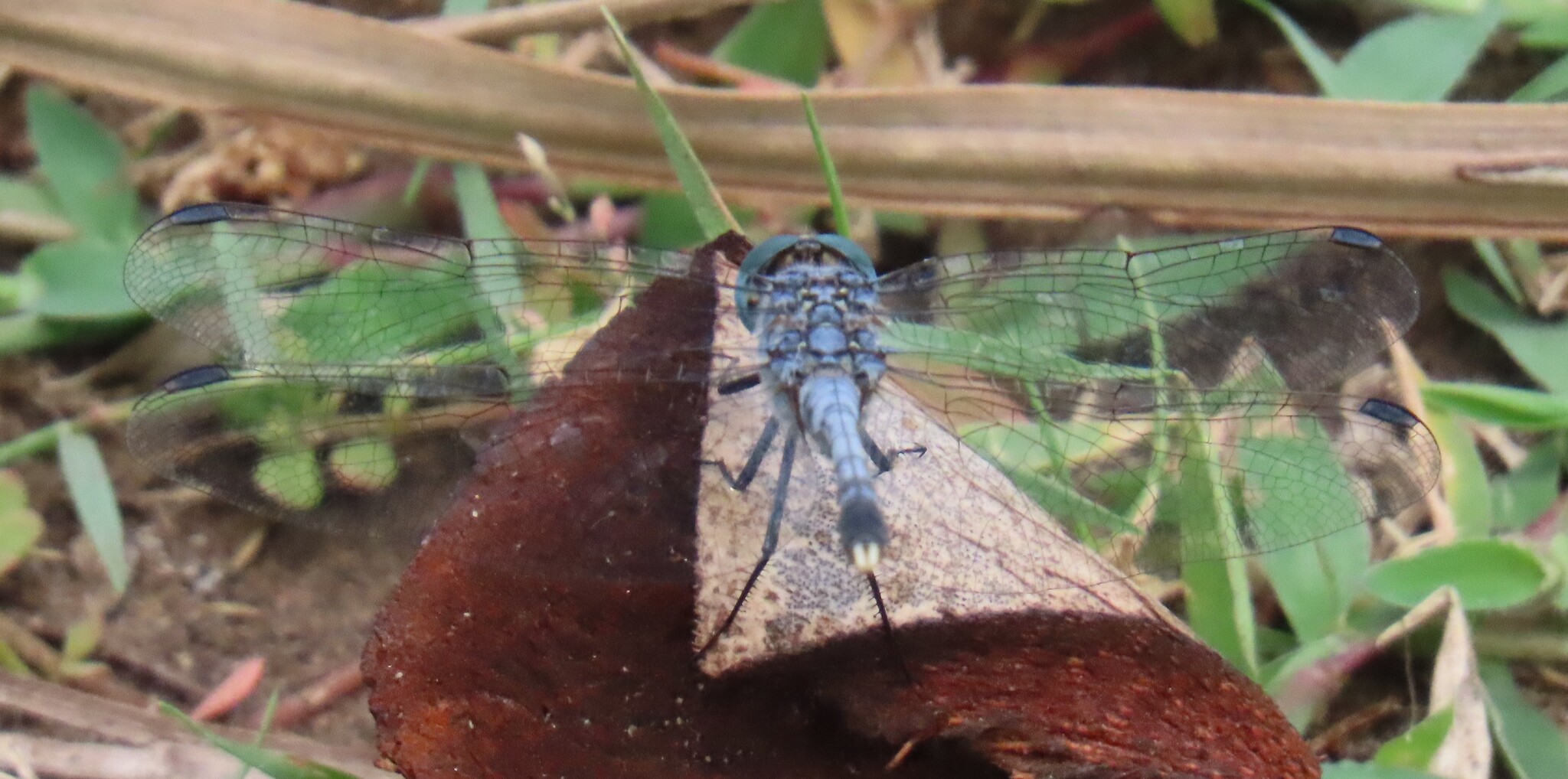 Chalky Percher