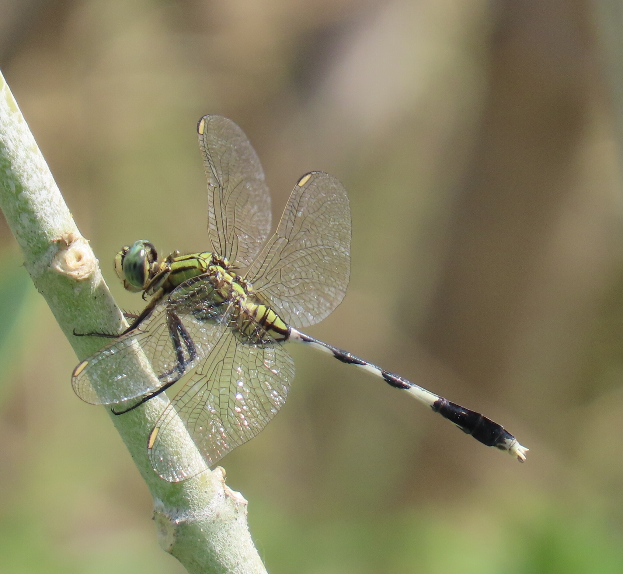 Slender Skimmer