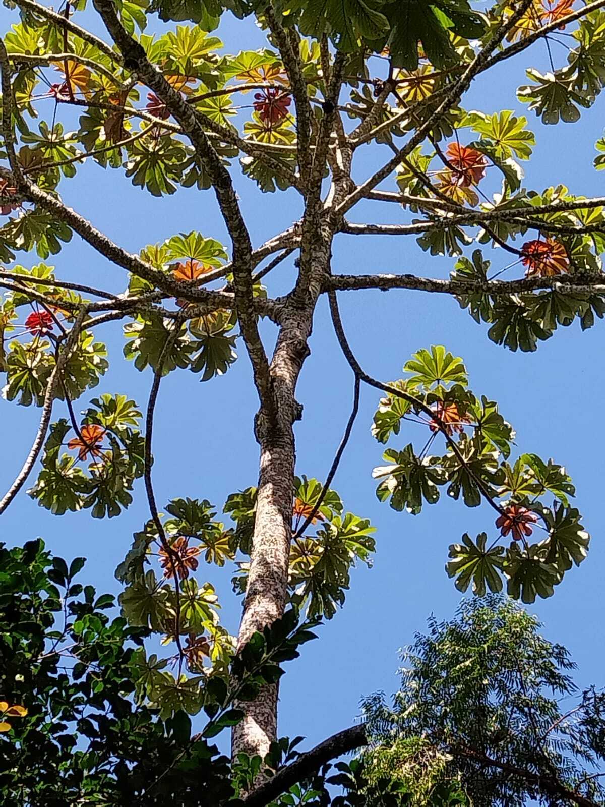 Cecropia glaziovii