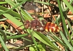 Nomada maculata
