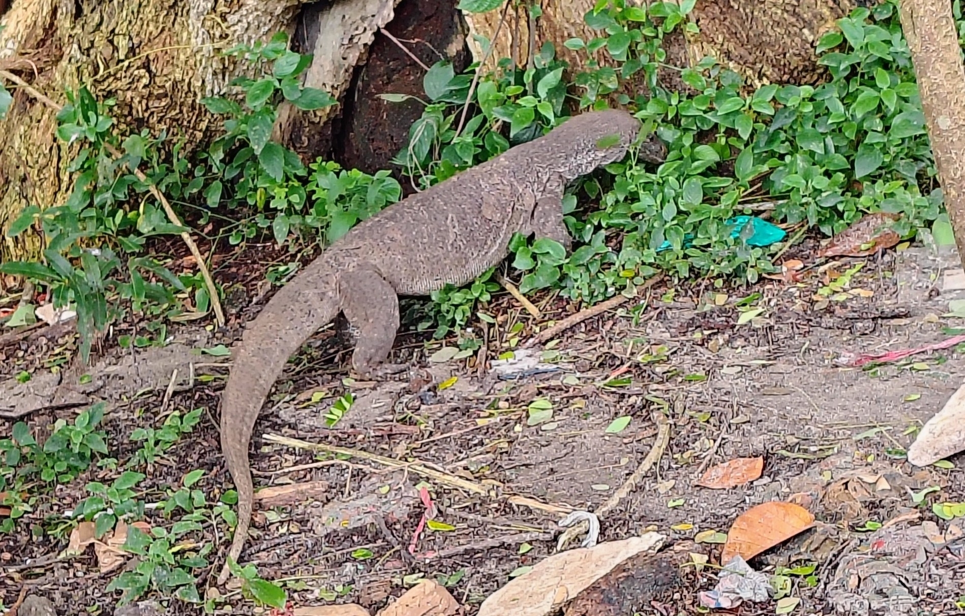 Bengal Monitor Lizard