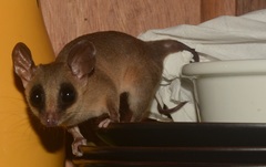 Marmosa murina