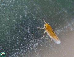 Plesiommata corniculata