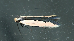 Ardozyga mesochra