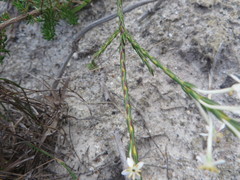 Struthiola myrsinites