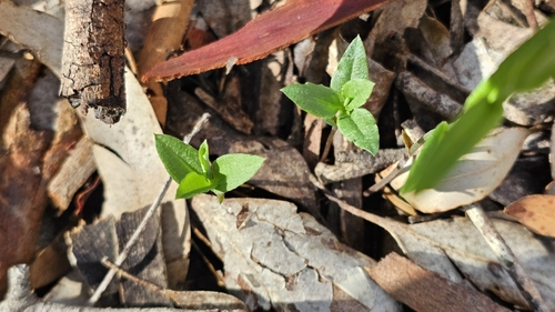 Adelaide Hills banded greenhood (Pterostylis viriosa)