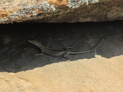 Platysaurus capensis