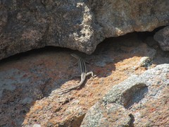 Platysaurus capensis