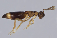 Diparidae