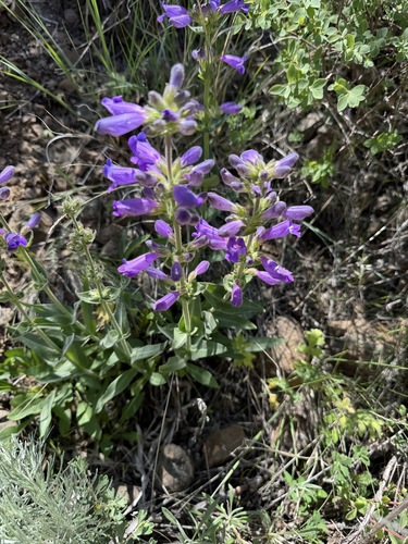stickystem penstemon (Penstemon glandulosus)