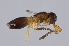 Ceraphronoidea