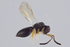 Ceraphronidae