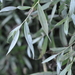 White Willow - Photo (c) Nikolay Panasenko, some rights reserved (CC BY-NC), uploaded by Nikolay Panasenko
