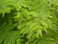 Acacia deanei