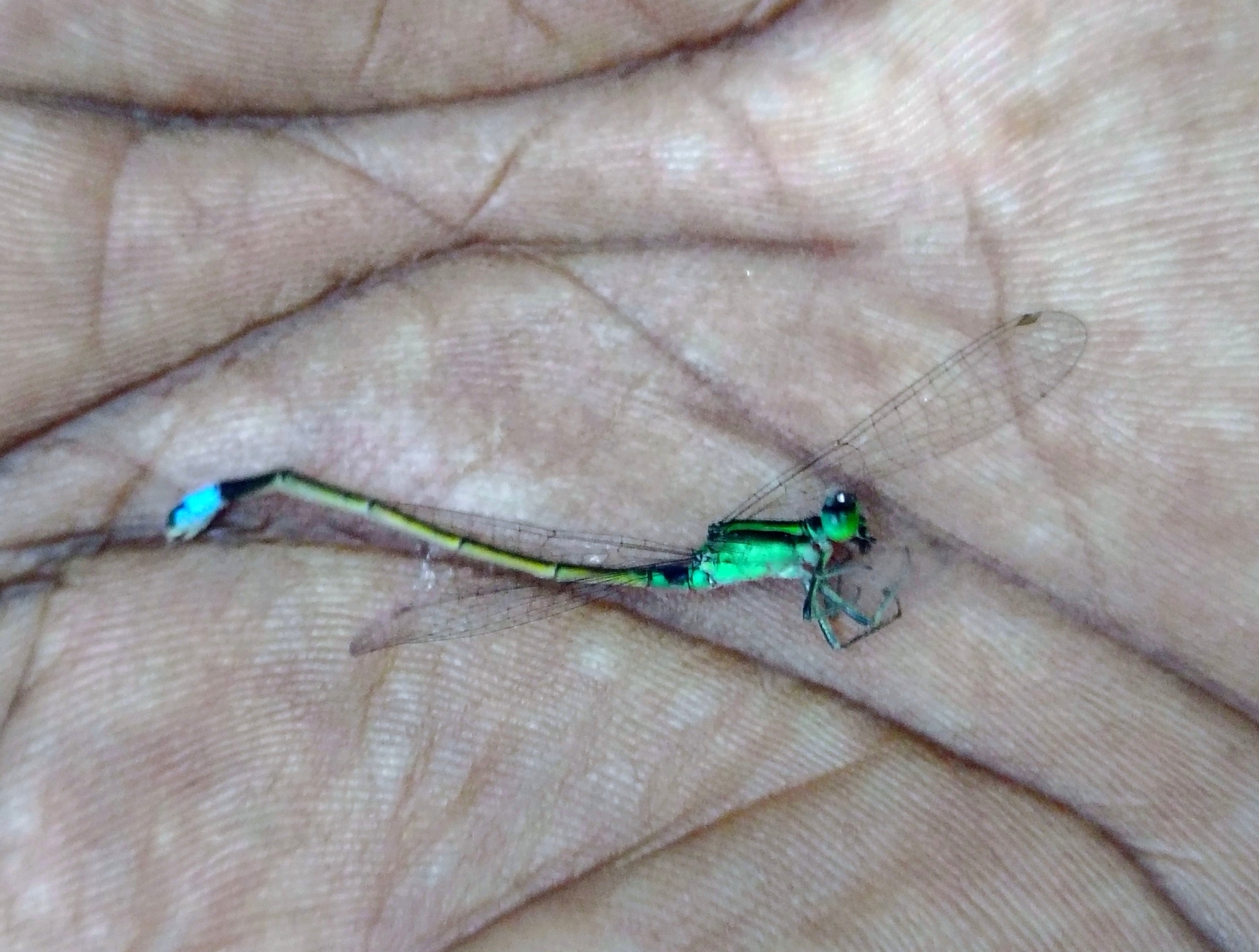 Tropical Bluetail