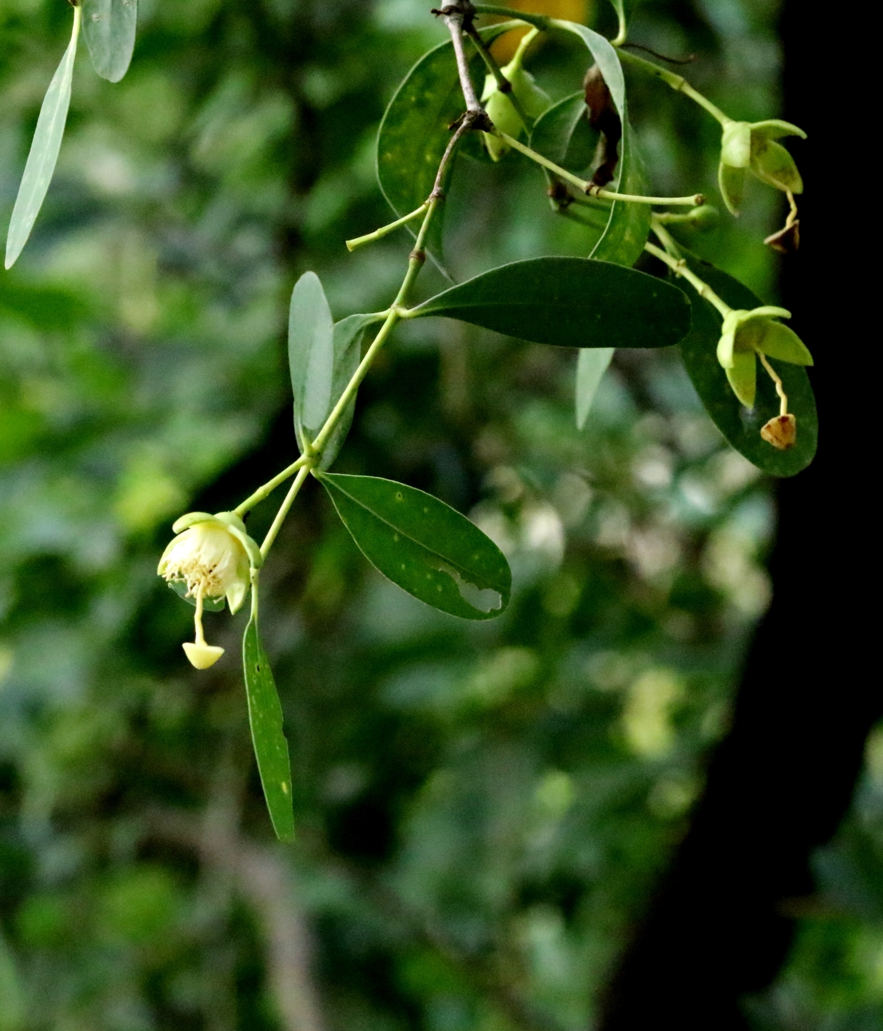 Sonneratia Mangrove (Sonneratia apetala)