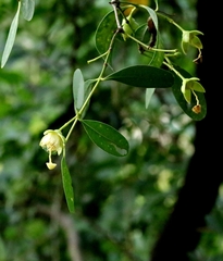 Sonneratia apetala, photograph author not stated, no rights reserved
