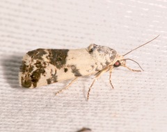 Tarache tenuicula
