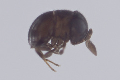 Baeus