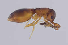 Ceraphronoidea