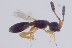 Basalys