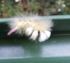 Calliteara pudibunda