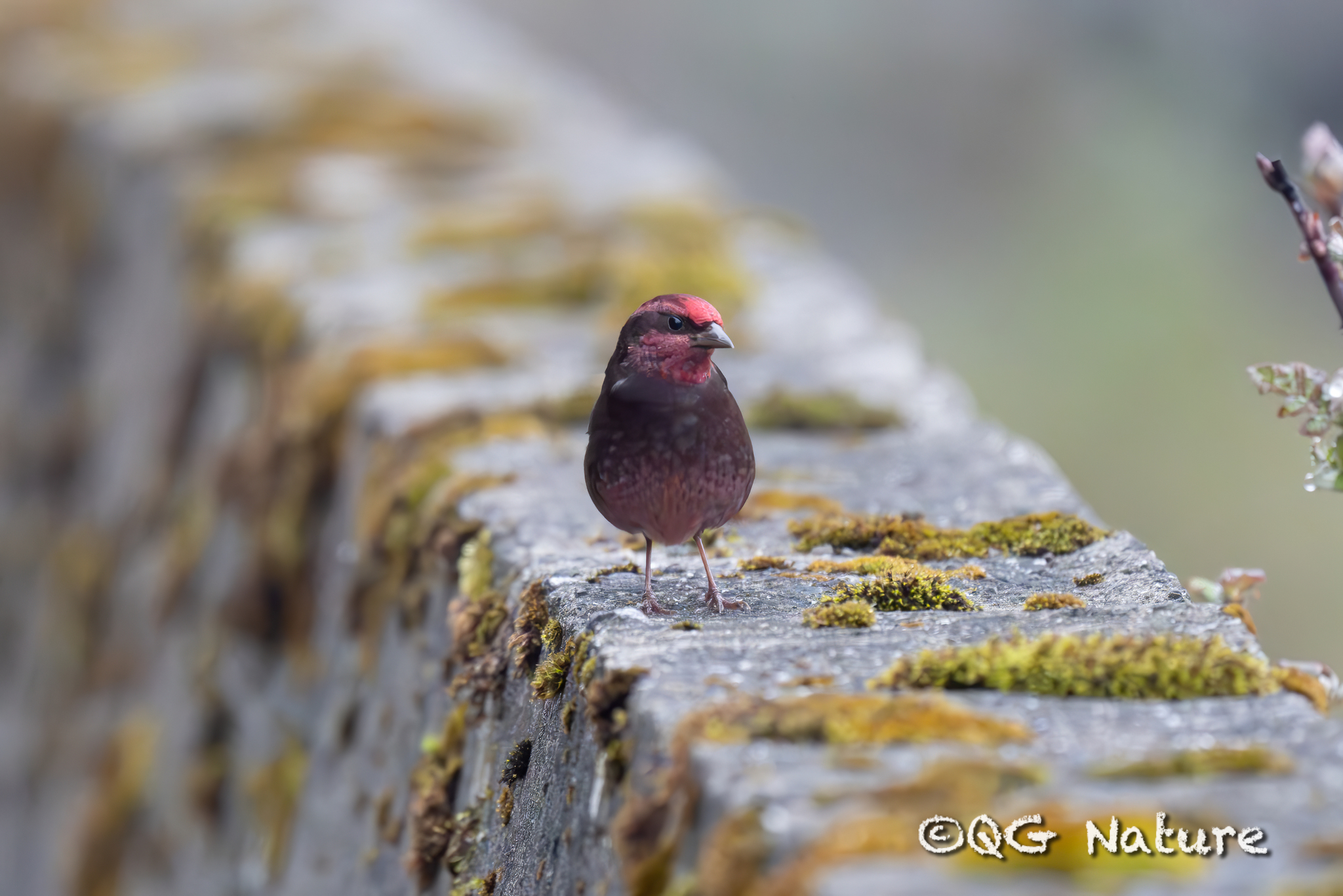 Dark-breasted Rosefinch