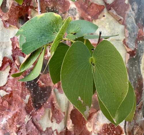 Mopane