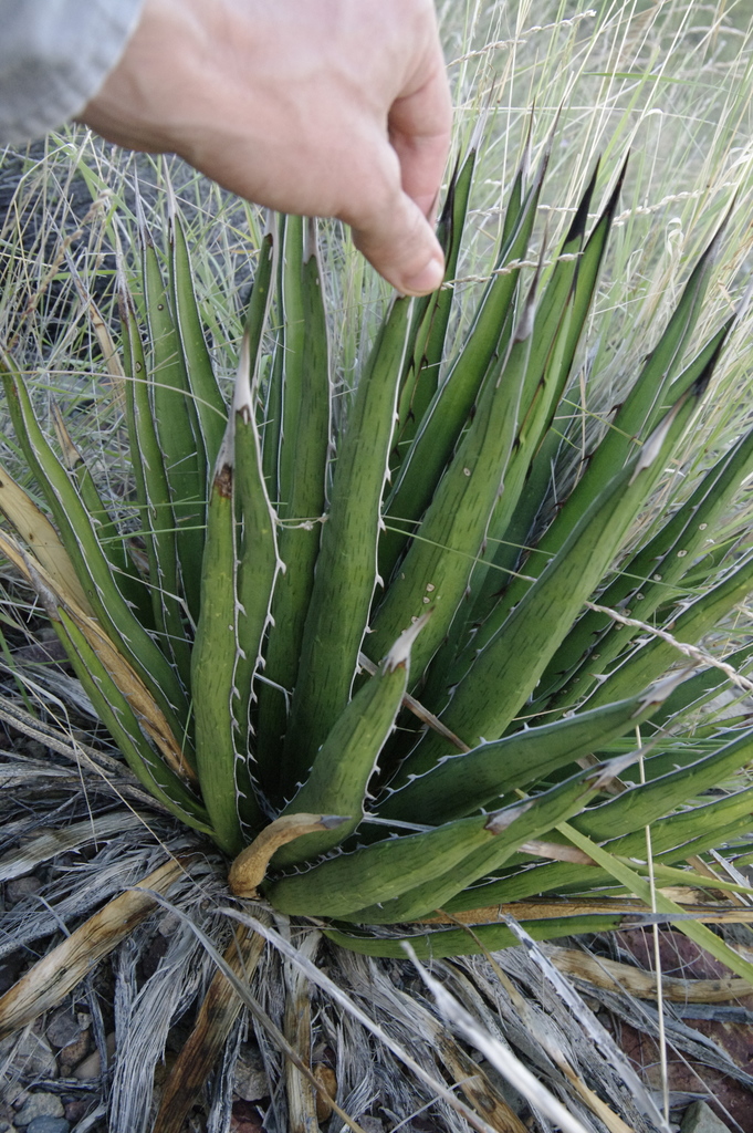 lechuguilla (Agave lechuguilla)  iNaturalist