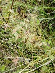 Geranium pseudosibiricum