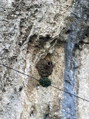 Western Rock Nuthatch (Sitta neumayer), photo 9