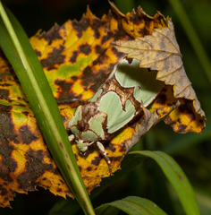 Staurophora celsia
