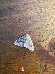 Nepytia pellucidaria