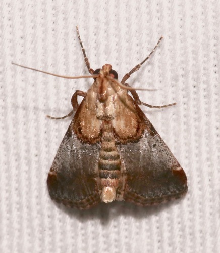 Yellow-based Cacozelia Moth photo 6