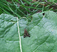 Panorpa meridionalis