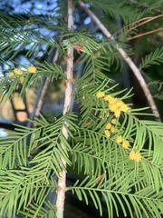 Taxodiomyia
