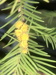 Taxodiomyia