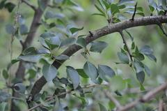 Pyrus communis pyraster