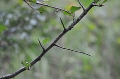 Pyrus communis pyraster