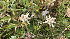 Leontopodium