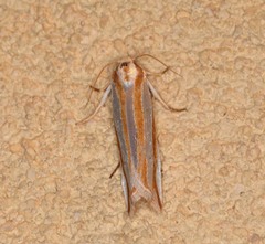 Pelochrista crambitana