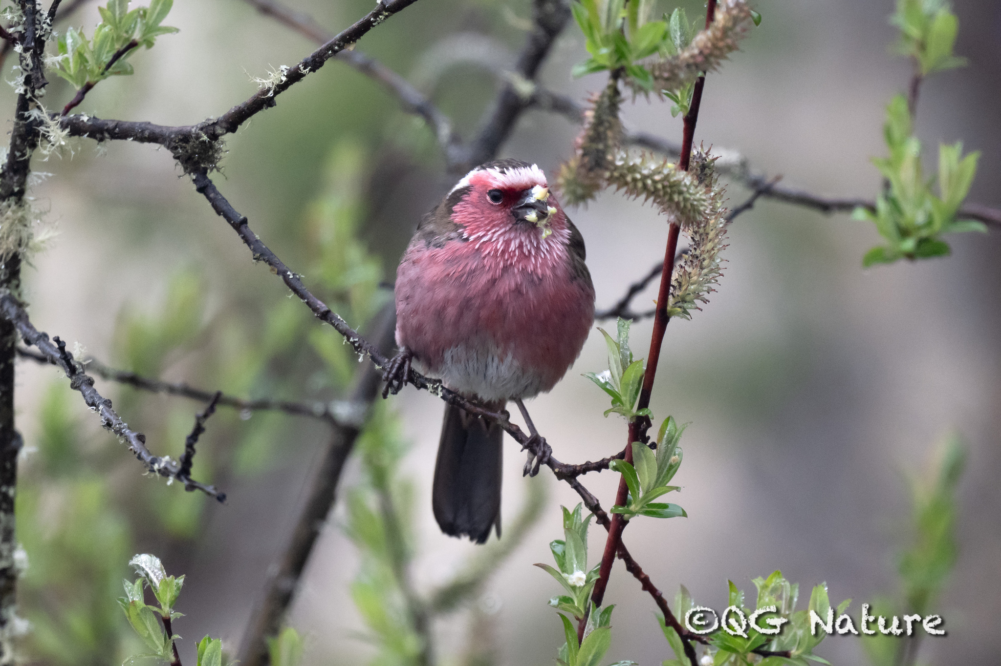Chinese White-browed Rosefinch